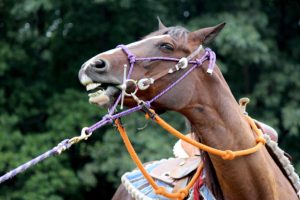 Horse getting yanked around